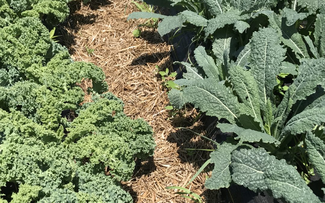 Farm Recipes Week 5: New Kale Recipes & Summer Squash