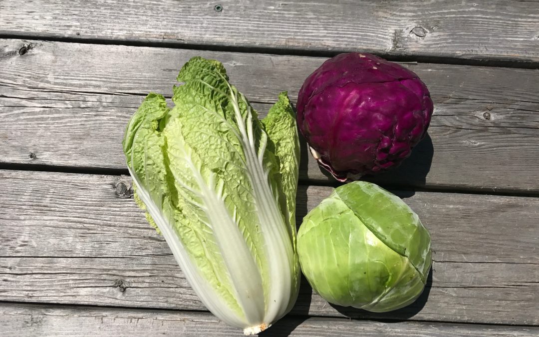 Farm Recipes Week 8: Napa Cabbage & Some Veggie Storage Tips