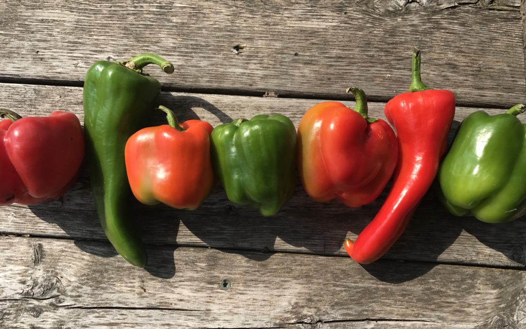 Farm Recipes Week 18: Peppers & Eggplant!