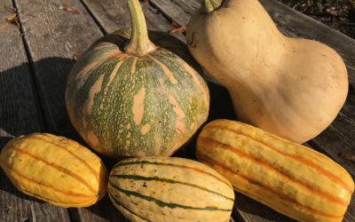 Farm Recipes Week 22- Winter Squash, Celeriac Mashed Potatoes