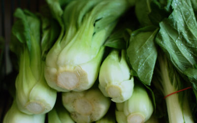 Week Three: Bok Choy!