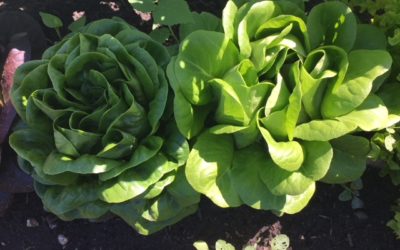 Week 2: Lettuce!