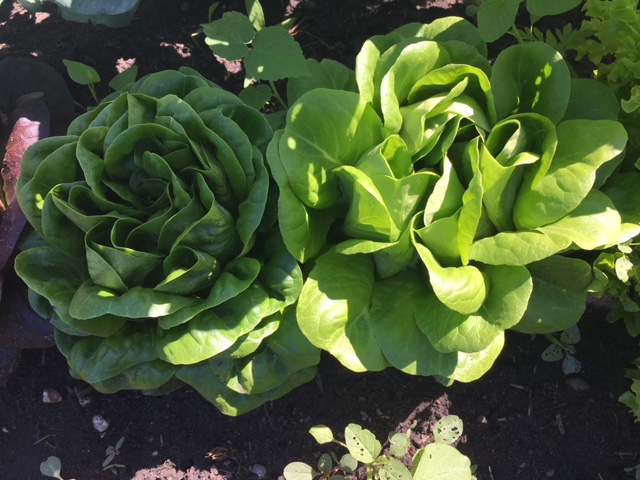 Week 2: Lettuce!