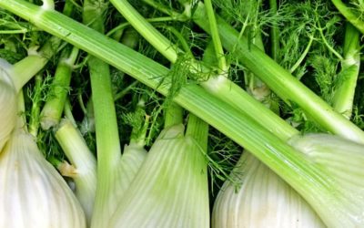 Vegetable Highlight: Fennel!