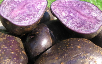 Veggie Highlight: Blue Potatoes