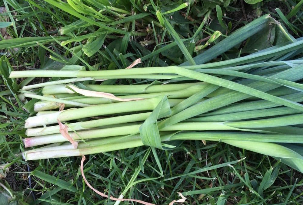 Veggie of the week: Green Garlic!