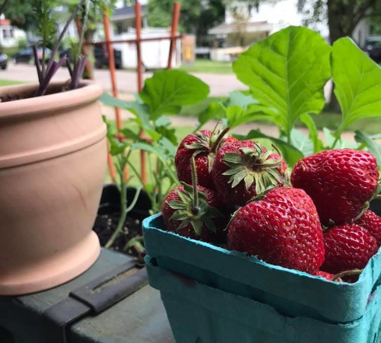 Produce of the Week: Strawberries