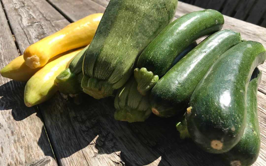 Week 9: What to do with all that summer squash