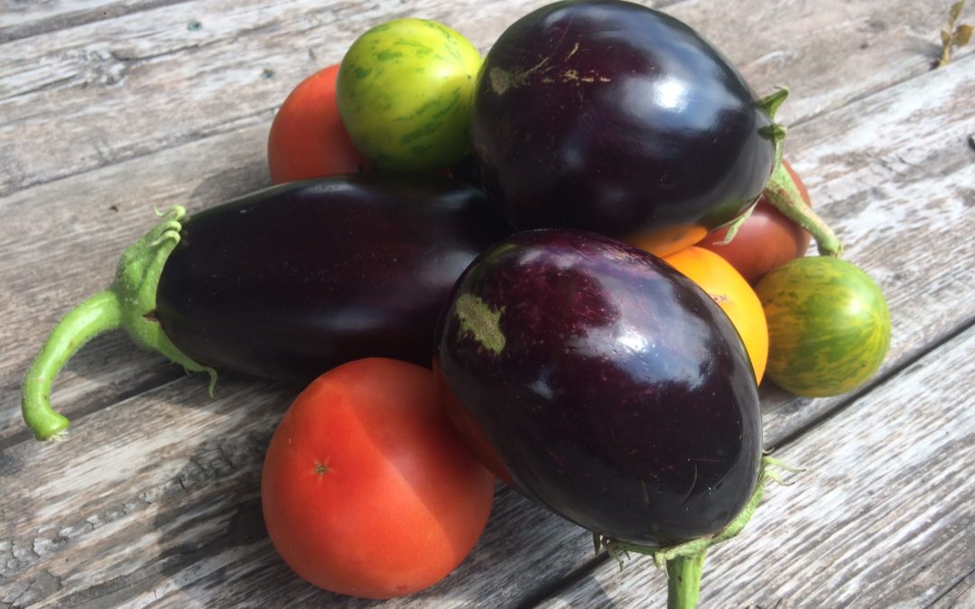 Farm Recipes Week 14: Stuffed Eggplant