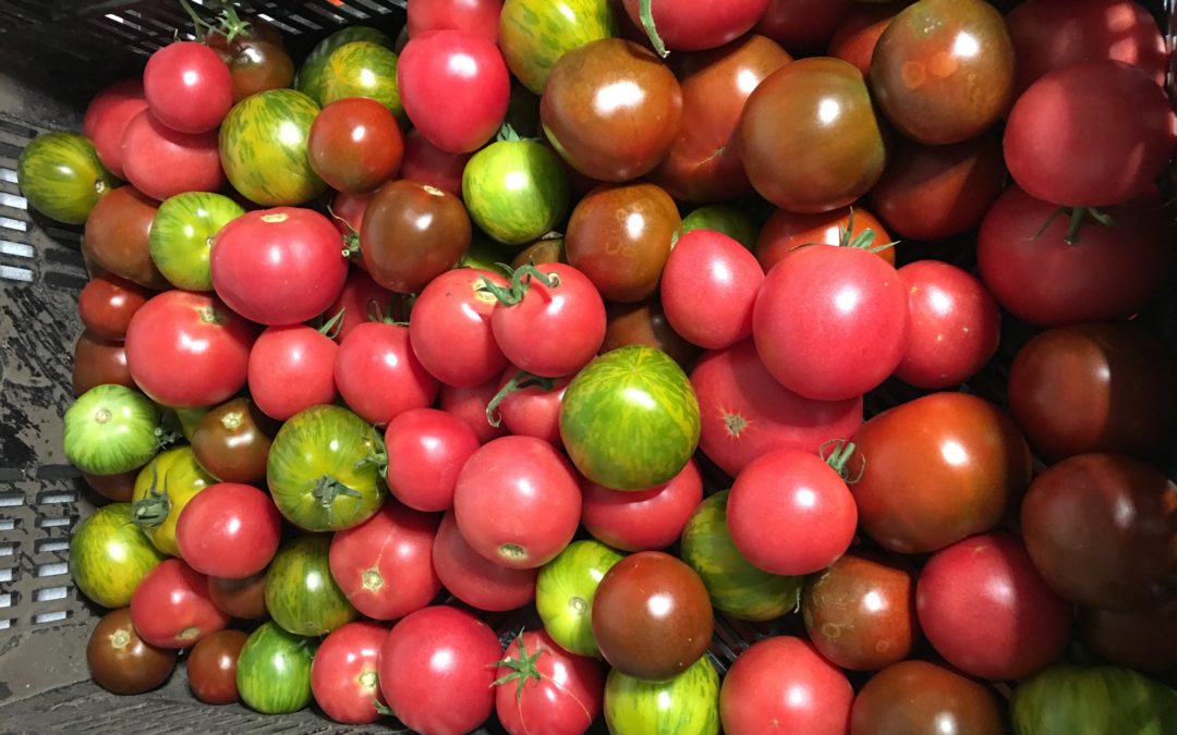 Veggie of the Week: Tomatoes